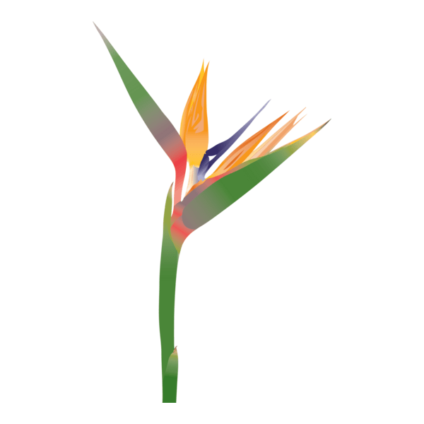 flower Logo PNG Vector