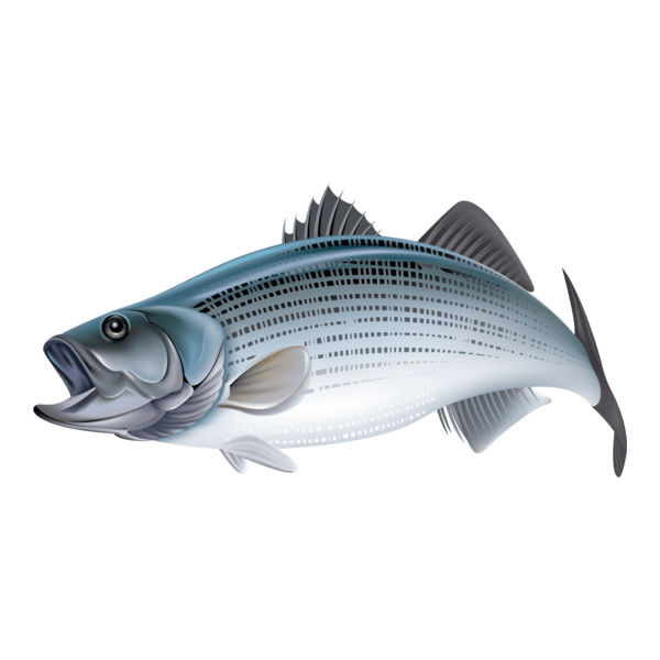 Fish Logo PNG Vector