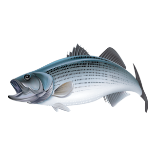 Fish Logo PNG Vector