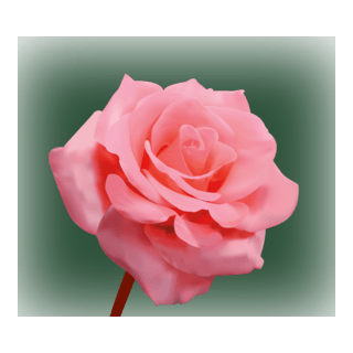 rose Logo PNG Vector