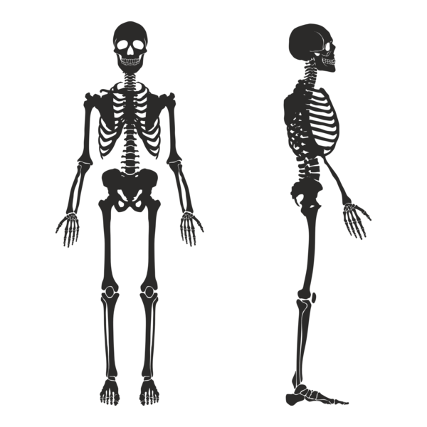 Skeleton Logo PNG Vector