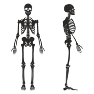Skeleton Logo PNG Vector
