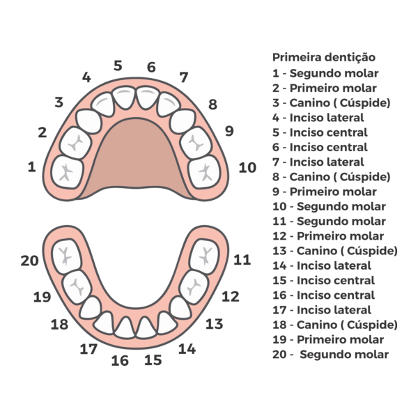 dentição Logo PNG Vector