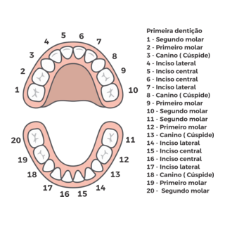 dentição Logo PNG Vector